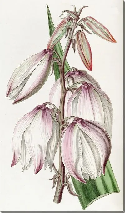 Картина Превосходная игла Адама (1815-1819)