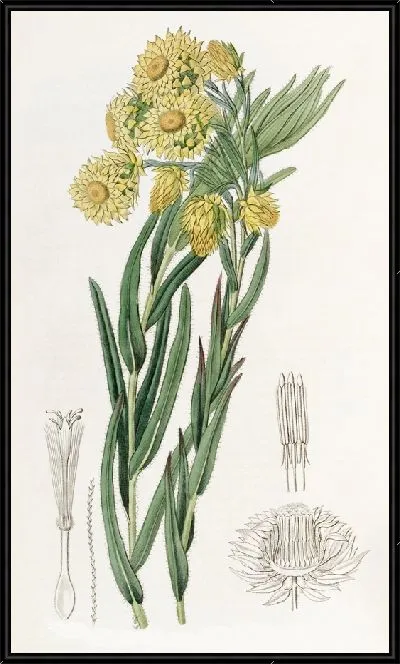 Картина Прекрасная Морна (1815-1819)