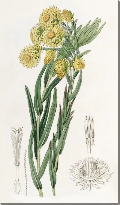 Картина Прекрасная Морна (1815-1819)