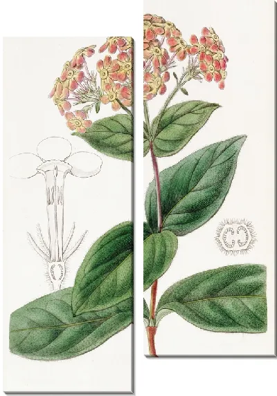 Картина Ронделеция душистая (1815-1819)