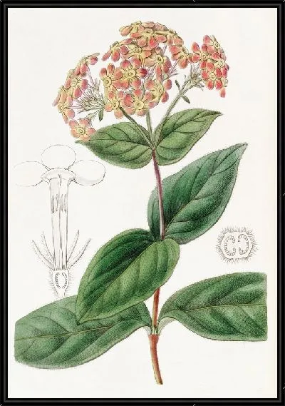 Картина Ронделеция душистая (1815-1819)