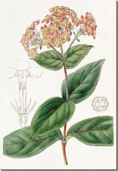 Картина Ронделеция душистая (1815-1819)