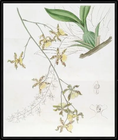 Картина Самый высокий онцидиум (1815-1819)