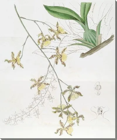 Картина Самый высокий онцидиум (1815-1819)