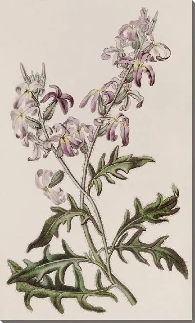 Картина Самый сладкий вечерний запас (1815-1819)