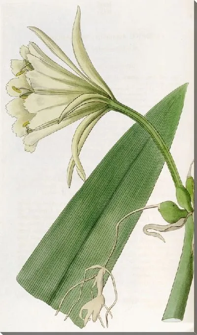 Картина Серная Исмена (1815-1819)