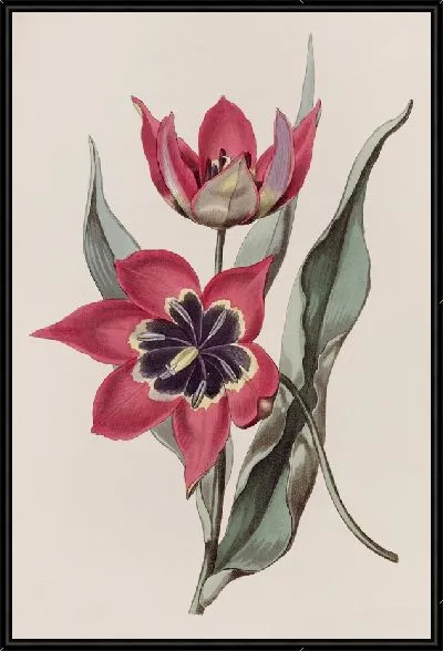 Картина Сильно пахнущий тюльпан (1815-1819)