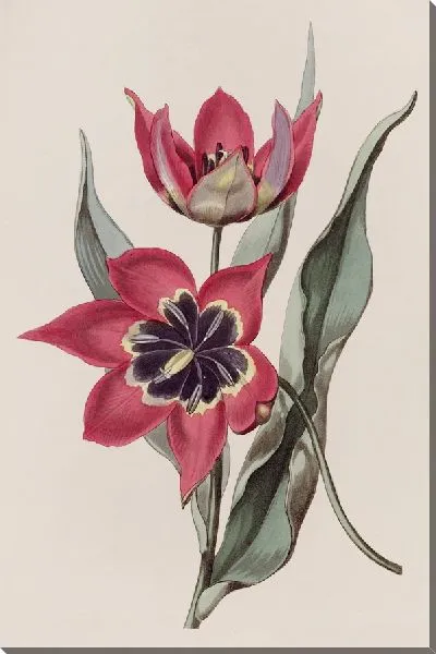 Картина Сильно пахнущий тюльпан (1815-1819)