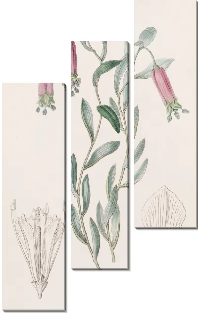 Картина Сладкая Коллания (1815-1819)