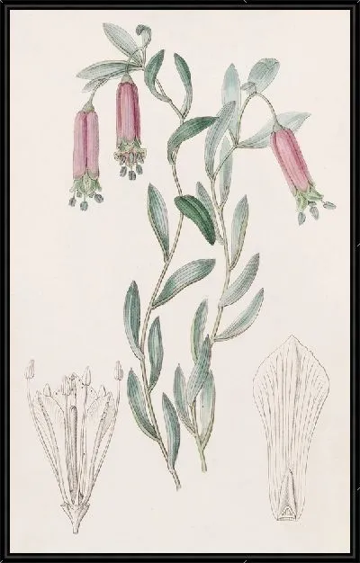 Картина Сладкая Коллания (1815-1819)