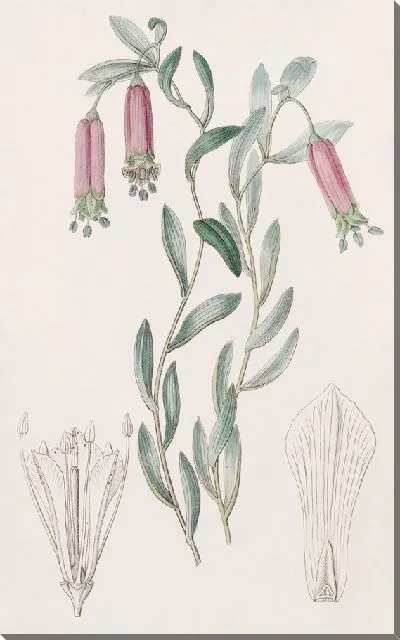 Картина Сладкая Коллания (1815-1819)