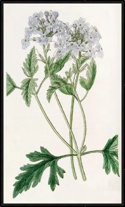 Картина Сладкая сирень вербена (1815-1819)