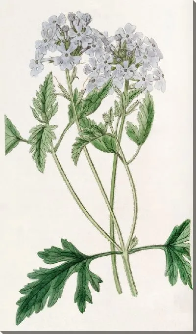 Картина Сладкая сирень вербена (1815-1819)