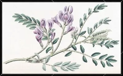 Картина Сочный чан с молоком (1815-1819)