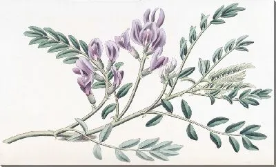 Картина Сочный чан с молоком (1815-1819)