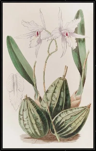 Картина Сужающаяся Лелия (1815-1819)