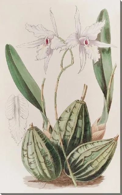 Картина Сужающаяся Лелия (1815-1819)