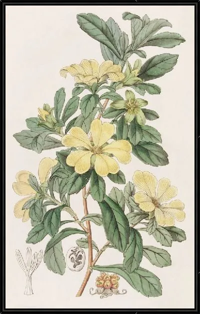 Картина Тетрандрус Кондоллея (1815-1819)