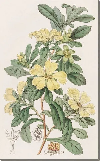 Картина Тетрандрус Кондоллея (1815-1819)
