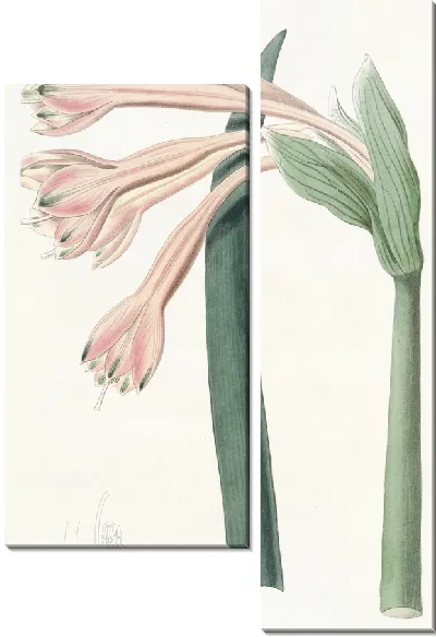 Картина Тони Кобургия (1815-1819)