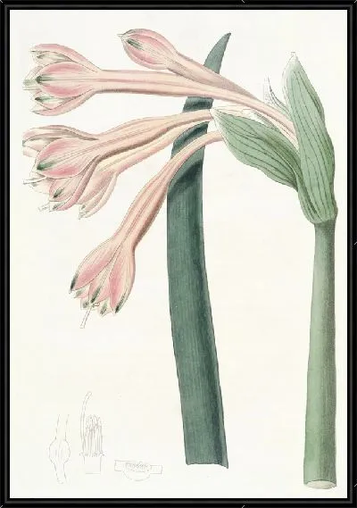 Картина Тони Кобургия (1815-1819)