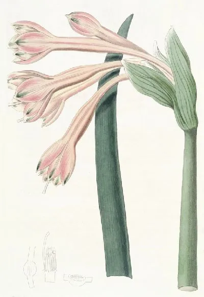 шаблон id 34