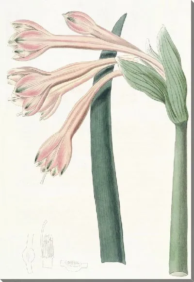 Картина Тони Кобургия (1815-1819)