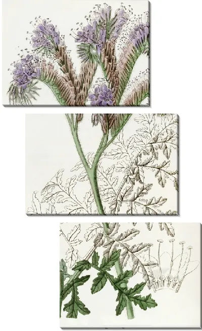 Картина Фацелия пижмолистная (1815-1819)