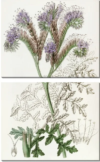 Картина Фацелия пижмолистная (1815-1819)