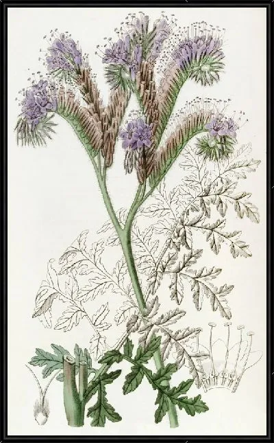 Картина Фацелия пижмолистная (1815-1819)