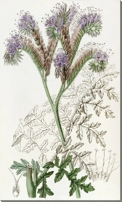 Картина Фацелия пижмолистная (1815-1819)
