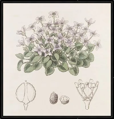 Картина Фиалка-кресс без стеблей (1815-1819)