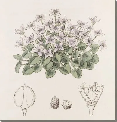 Картина Фиалка-кресс без стеблей (1815-1819)