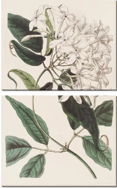 Картина Хвостолистный Жасмин (1815-1819)