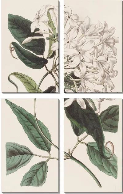 Картина Хвостолистный Жасмин (1815-1819)
