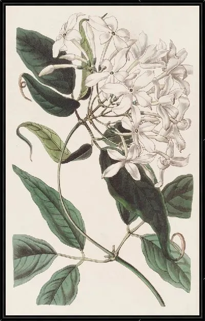 Картина Хвостолистный Жасмин (1815-1819)