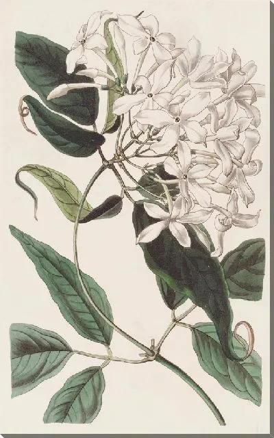 Картина Хвостолистный Жасмин (1815-1819)