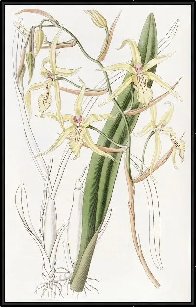 Картина Циртохилум соломенного цвета (1815-1819)