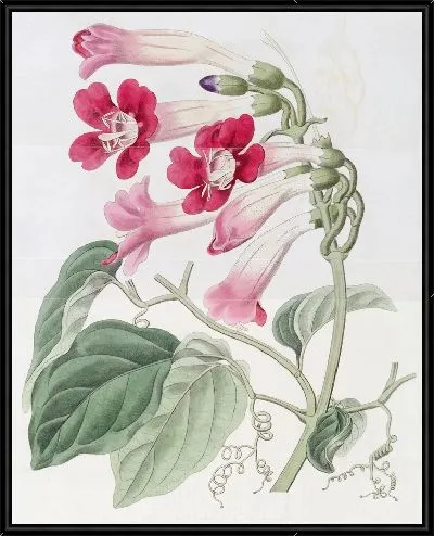 Картина Черере Бегония (1815-1819)