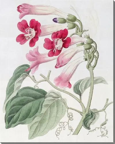 Картина Черере Бегония (1815-1819)