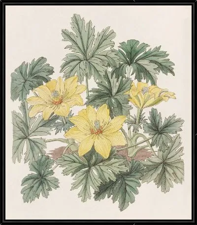 Картина Шаровидный цветок без стеблей (1815-1819)