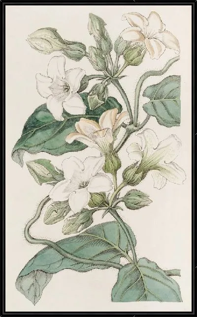 Картина Шубертия сильно пахнущая (1815–1819).