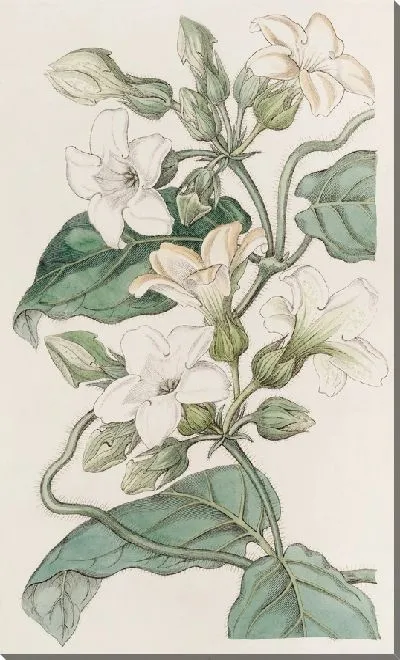 Картина Шубертия сильно пахнущая (1815–1819).