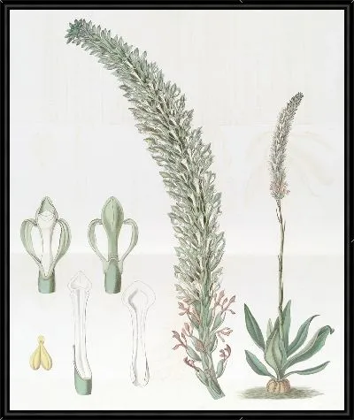 Картина Язык высоких ящерицы (1815-1819)
