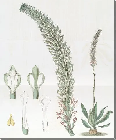 Картина Язык высоких ящерицы (1815-1819)