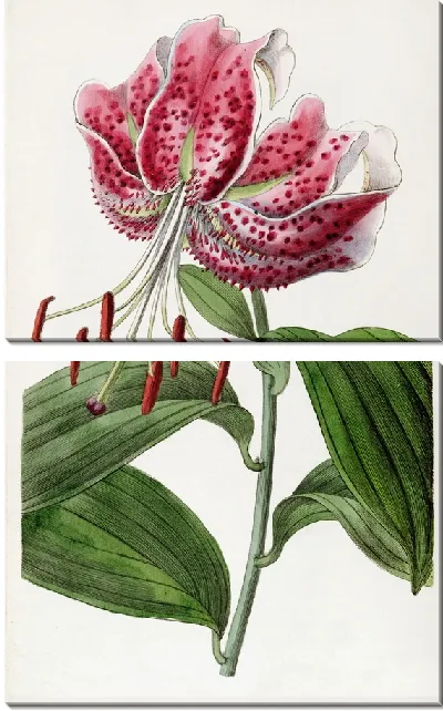 Картина Багровая японская лилия (1815-1819)