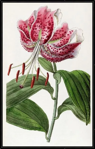 Картина Багровая японская лилия (1815-1819)