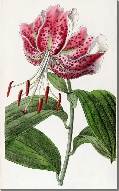 Картина Багровая японская лилия (1815-1819)