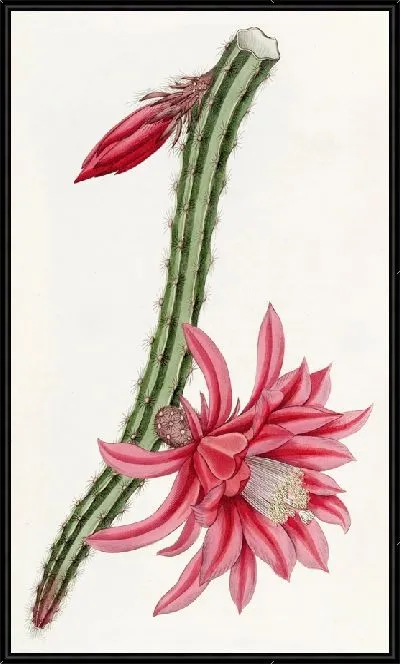 Картина Багровый ползучий церей (1815-1819)