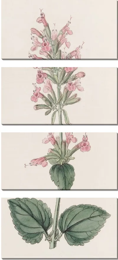 Картина Бледный Цедронель (1815-1819)